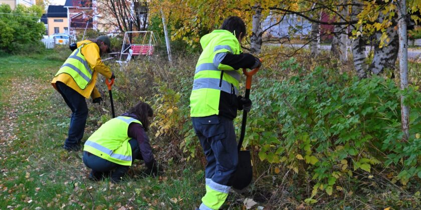 Villarohtonukulan lisääminen Pikisaaressa, Oulu