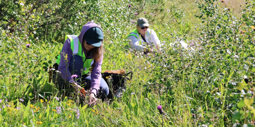 Biodiversiteettipilotti tehdasalueella, Kemi
