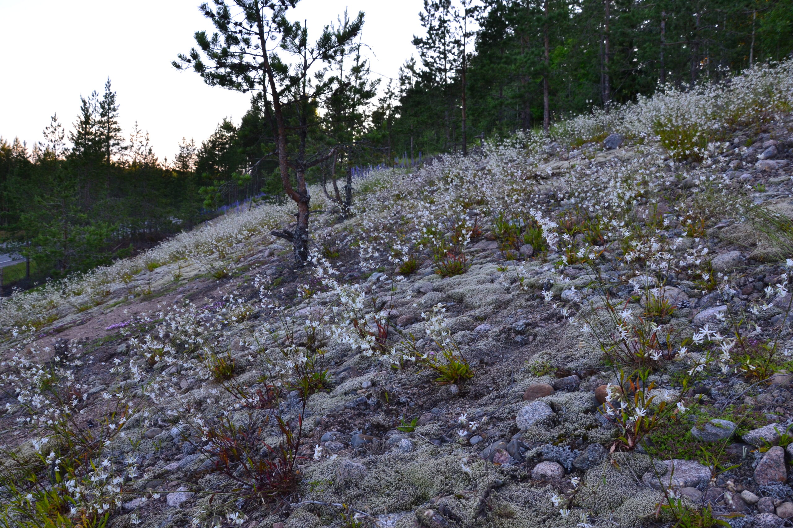 Vaasantien paahdekäytävä kesäyössä, sinisessä valossa, kuvassa ylämäessä yksi pieni mänty ja hiekkainen maa, jossa paljon nuokkukohokin valkoisia kukintoja